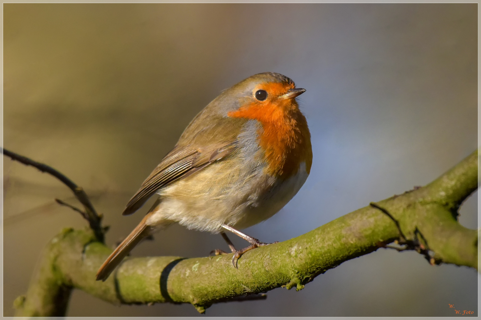 Gestatten mein Name ist Robin vom See