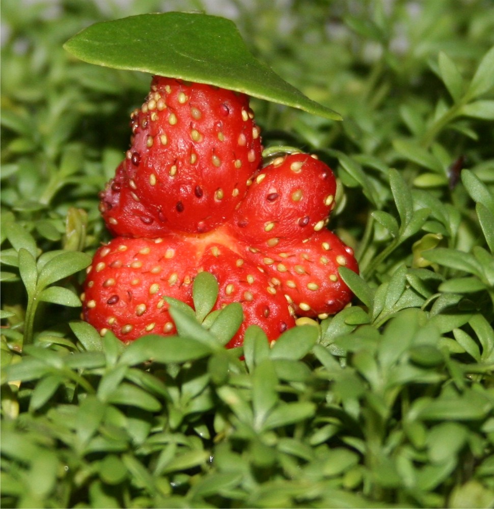 Gestatten, mein Name ist Strawberry