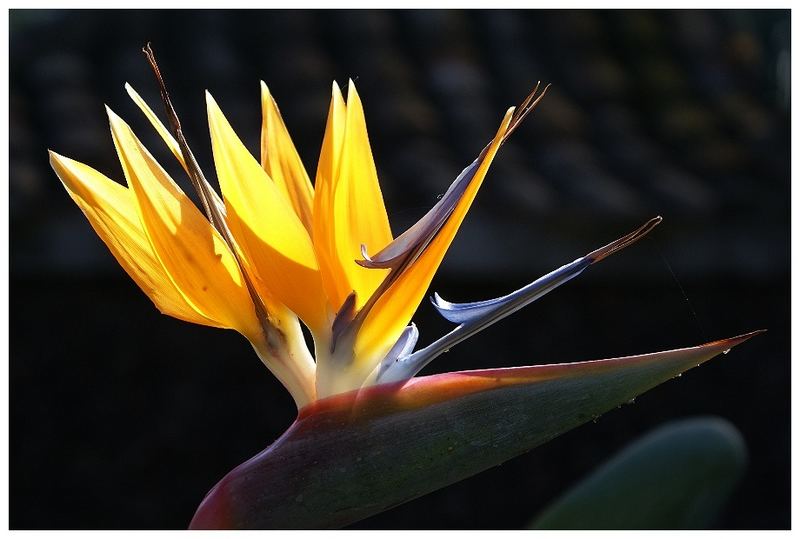 Gestatten, mein Name ist Strelitzie, (Strelitzia reginae)...