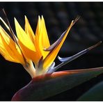 Gestatten, mein Name ist Strelitzie, (Strelitzia reginae)...