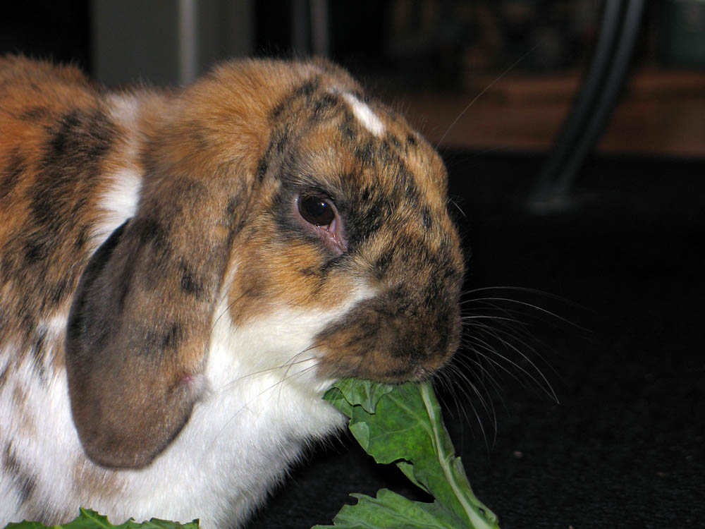 Gestatten: Mein Name ist Tommy