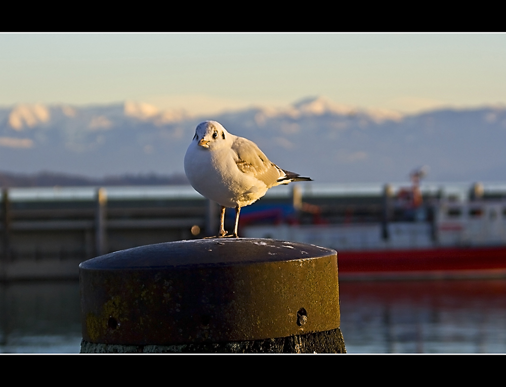 gestatten: Möwe