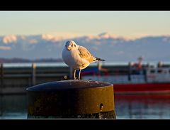 gestatten: Möwe