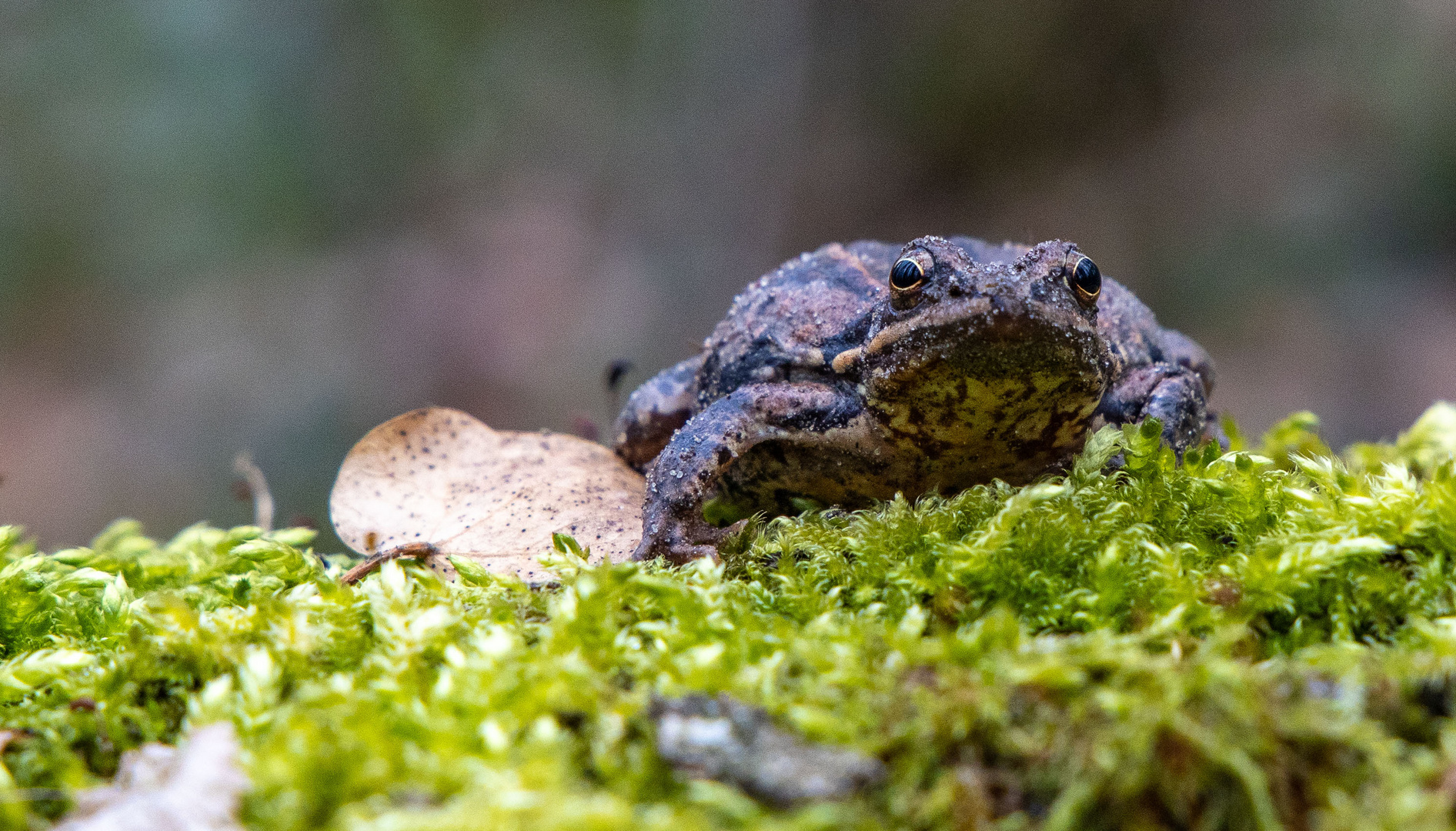 Gestatten: MOORitz Rana - Moorfrosch