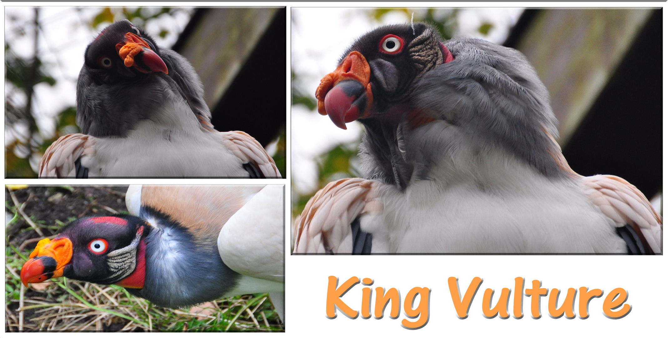 Gestatten ... Mr. King Vulture