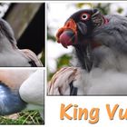 Gestatten ... Mr. King Vulture