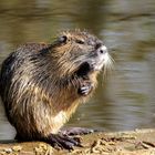 Gestatten, Nutria...