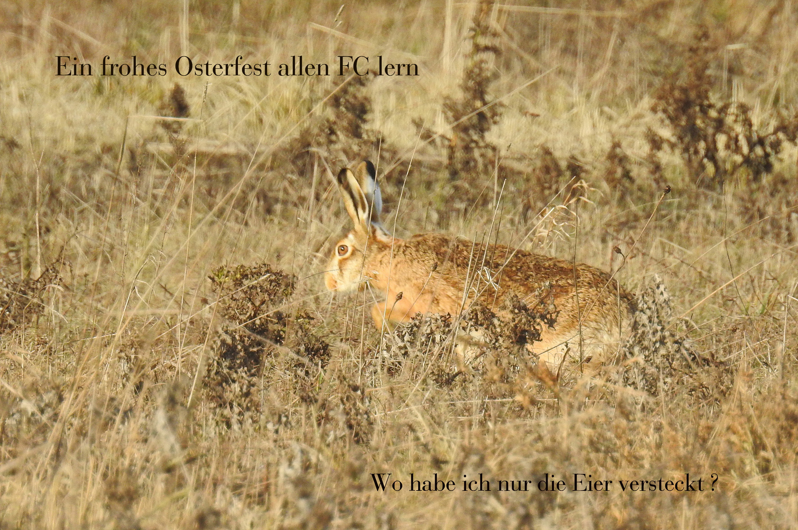 Gestatten Osterhase.