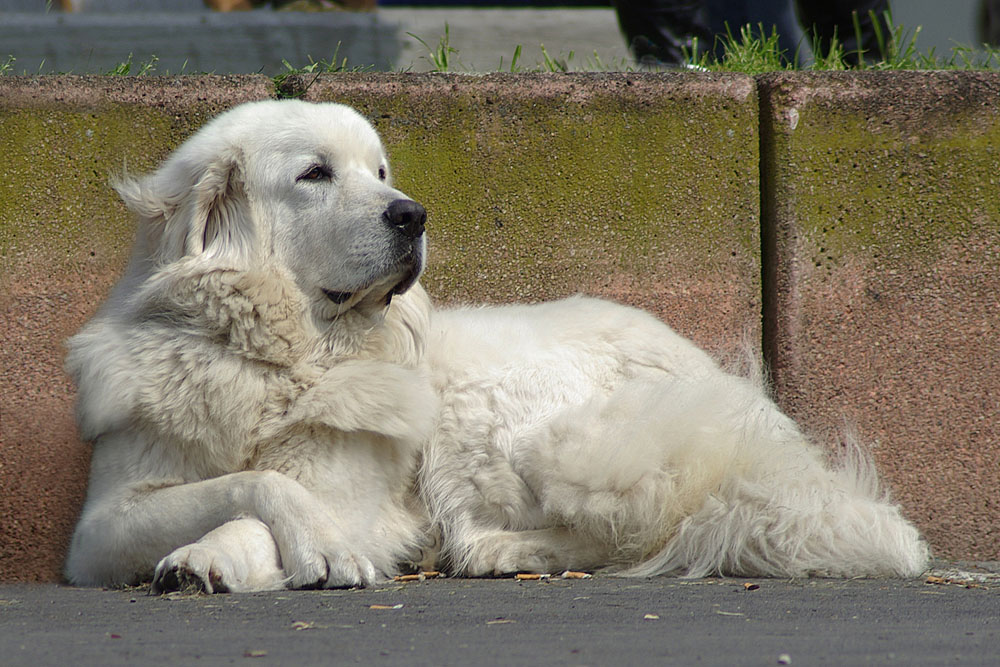 Gestatten Owczarek Podhalanski&hellip; Foto &amp; Bild tiere, haustiere
