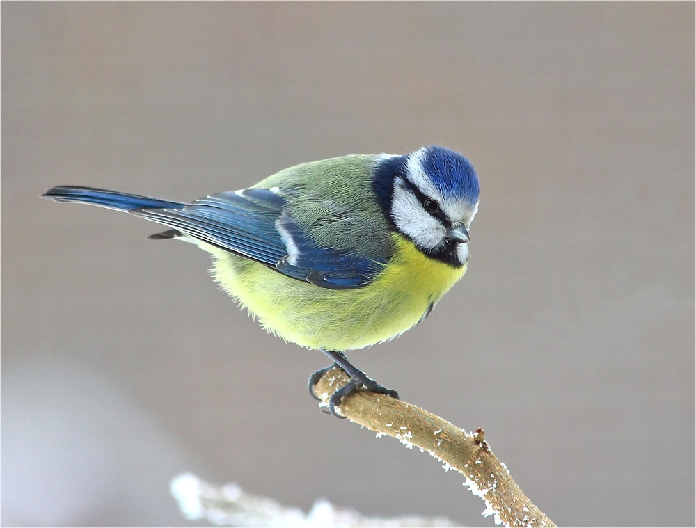 Gestatten: Parus caeruleus