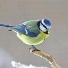 Gestatten: Parus caeruleus