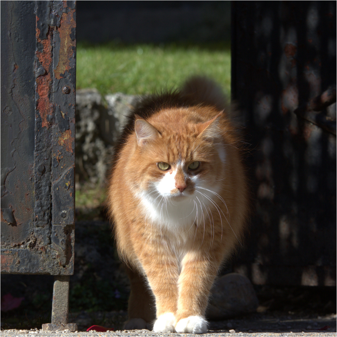 -gestatten: pater kater, böhmisch katzolische kirche ...-