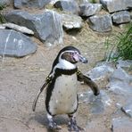 Gestatten.... Pingu