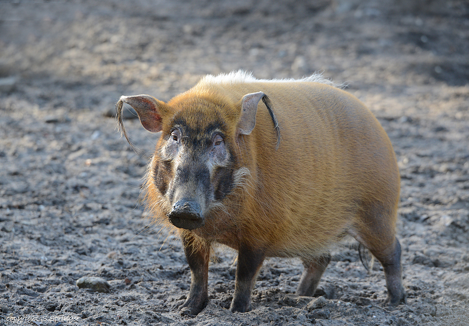 gestatten Pinselohr(schwein) ....