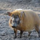 gestatten Pinselohr(schwein) ....