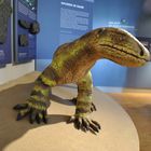 Gestatten, Protorosaurus „Rani“