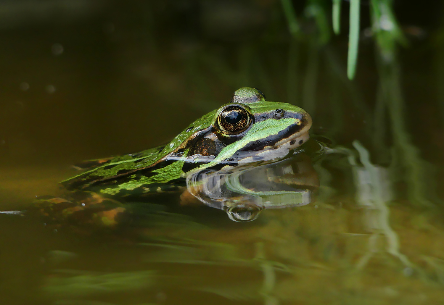 Gestatten Quak, der Teichfrosch...