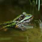 Gestatten Quak, der Teichfrosch...