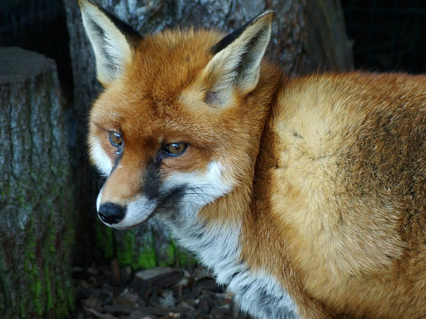 gestatten, Reineke Fuchs :-)