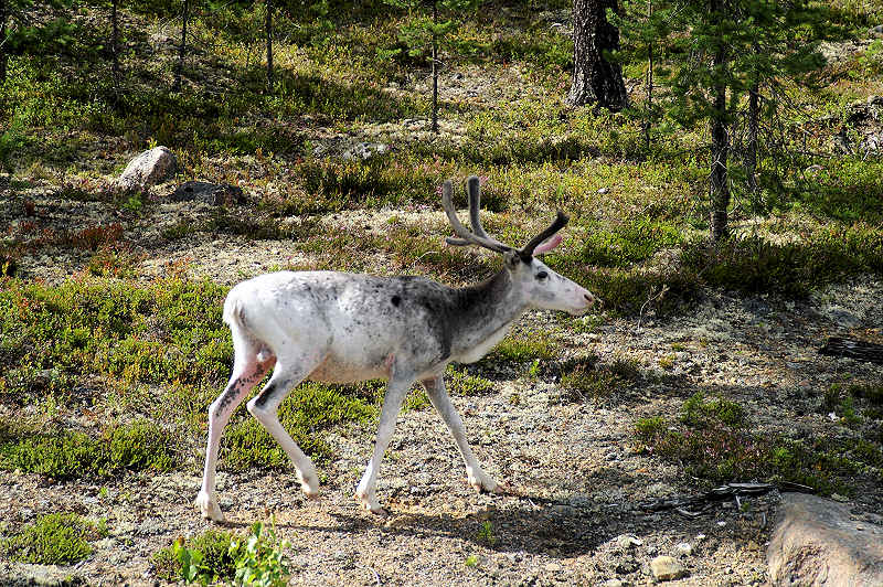 Gestatten: Ren (Rangifer tarandus)