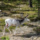 Gestatten: Ren (Rangifer tarandus)