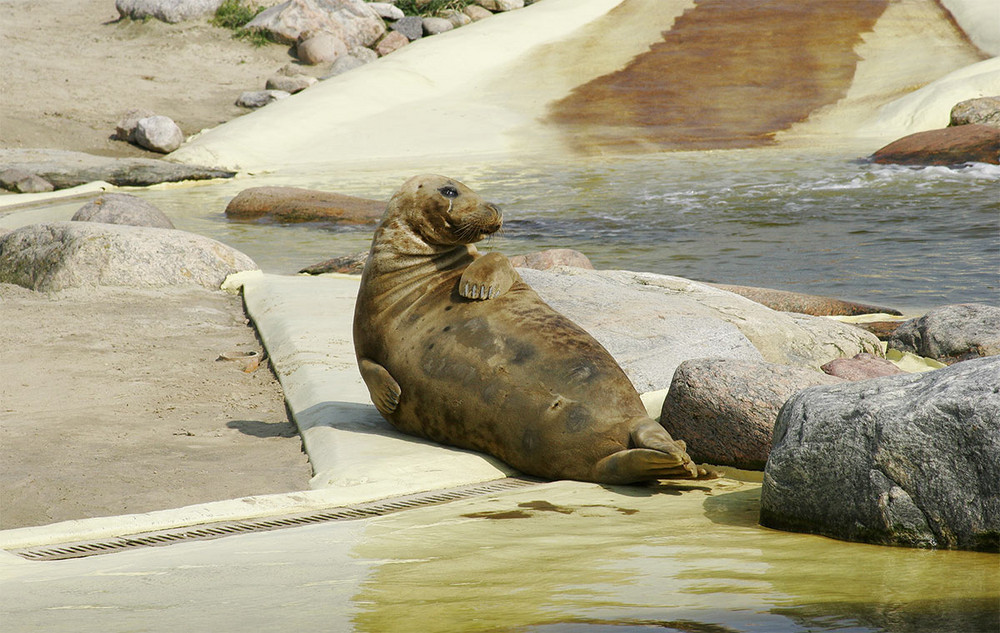 Gestatten "Robbe"