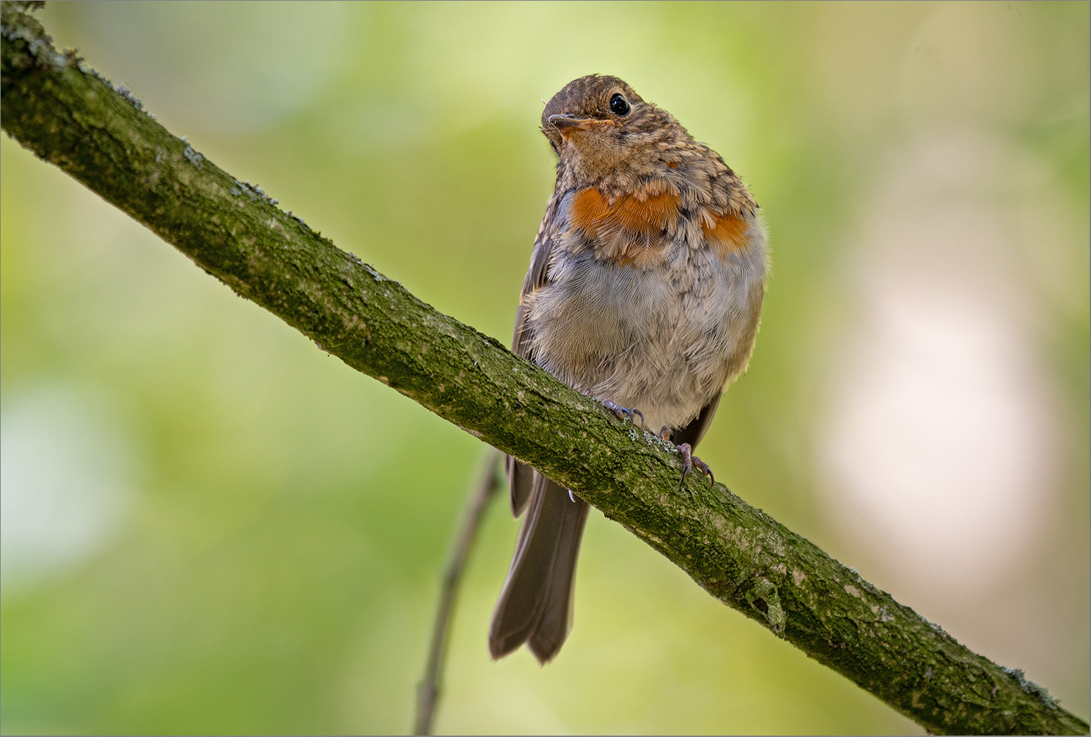 Gestatten - Robin junior   . . .