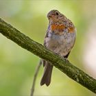 Gestatten - Robin junior   . . .