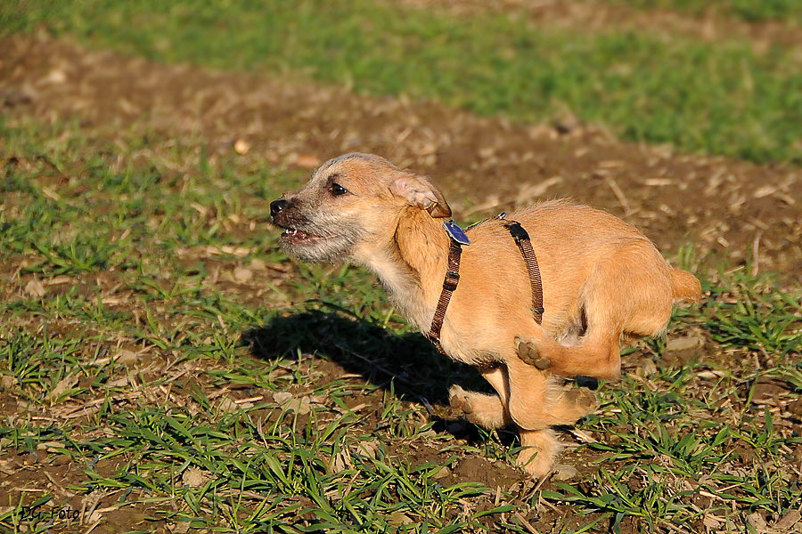 Gestatten - Rudi