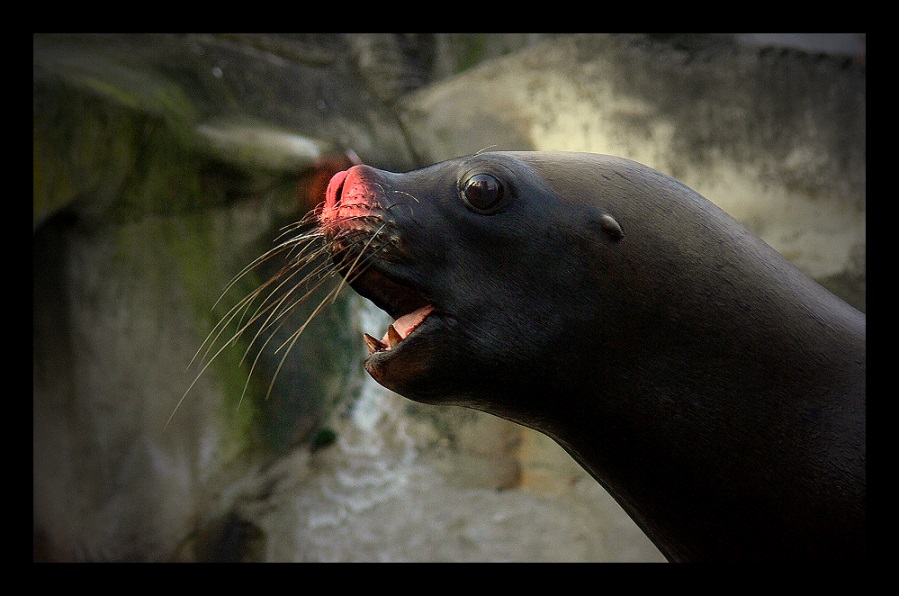 Gestatten: Rudolph, the rednosed seal ;-)