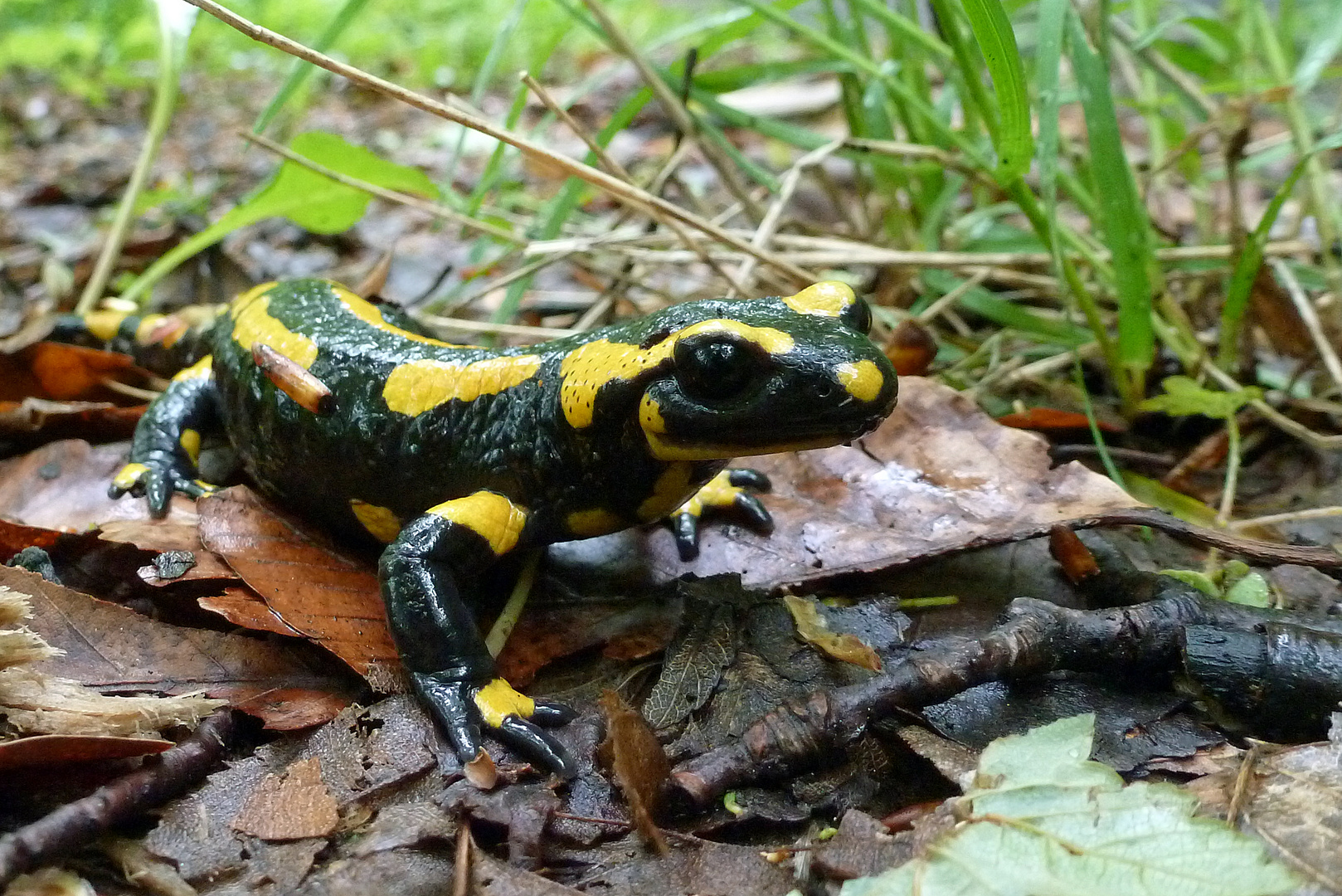 Gestatten: Salamandra salamandra!