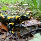 Gestatten: Salamandra salamandra!