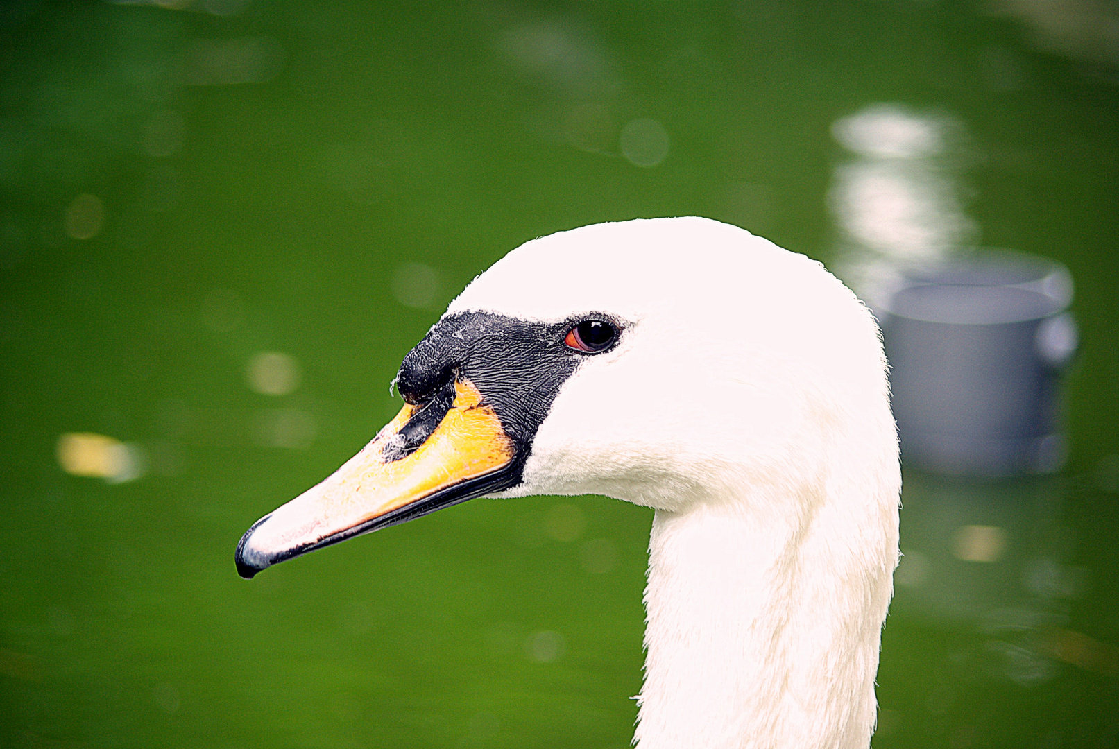 gestatten- Schwan mein Name!