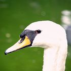 gestatten- Schwan mein Name!