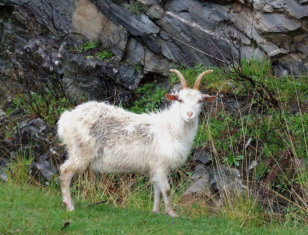 Gestatten: Scottish Goat-Sheep...