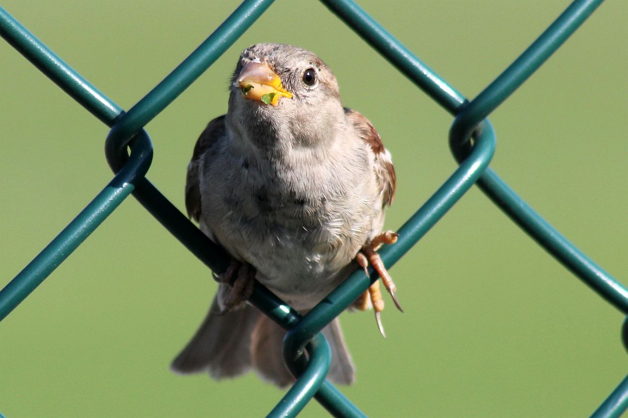 Gestatten: Spatz