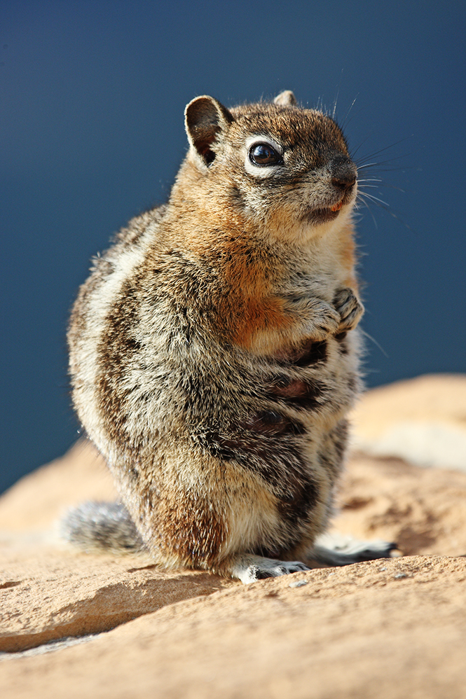 gestatten Squirrel mein Name