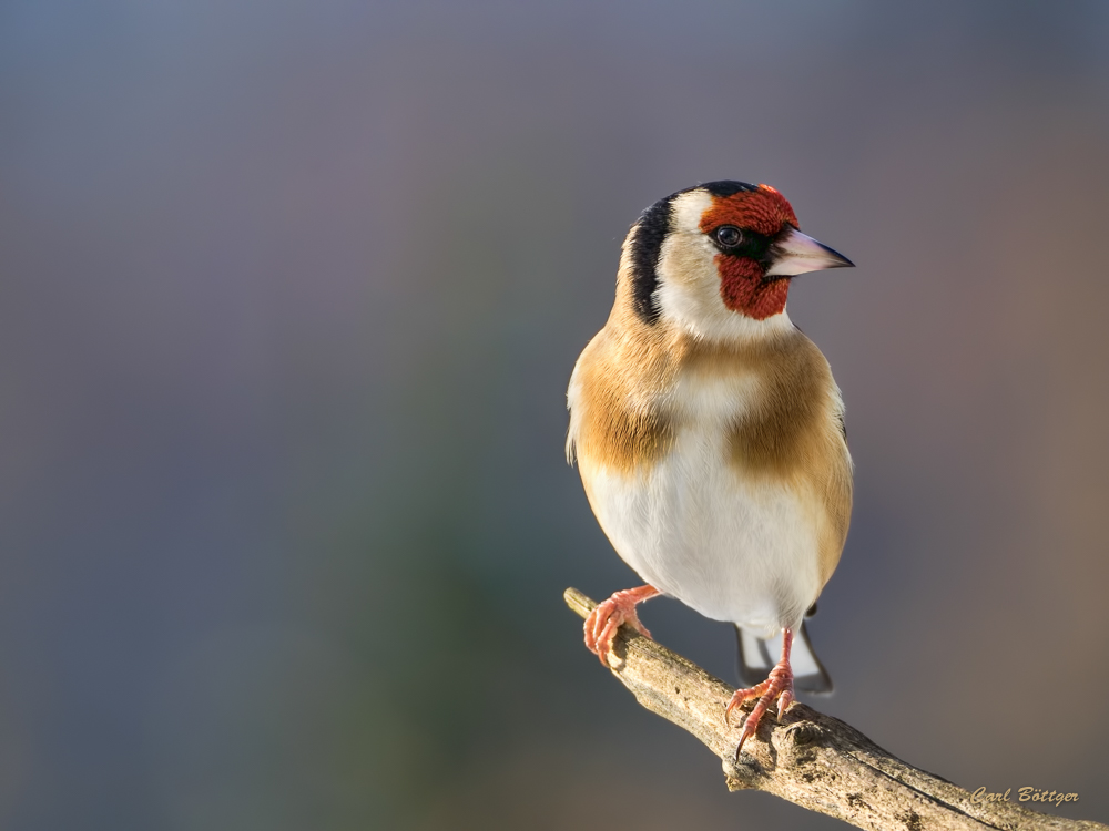 Gestatten Stieglitz - Vogel des Jahres