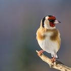 Gestatten Stieglitz - Vogel des Jahres