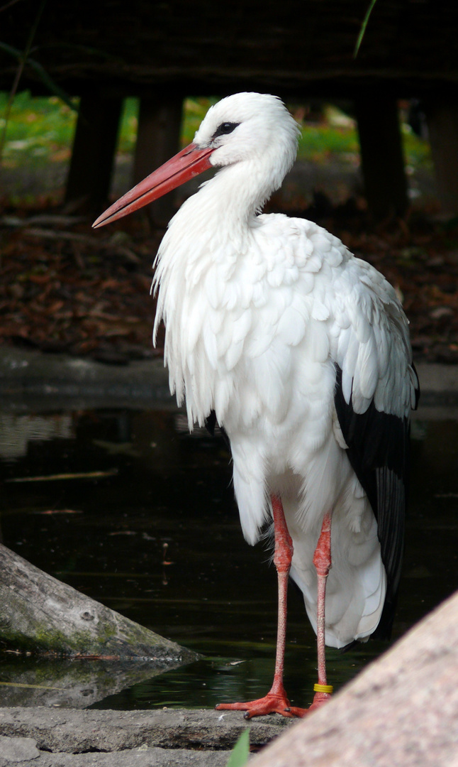 Gestatten, Storch ! Herr Storch !