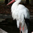 Gestatten, Storch ! Herr Storch !