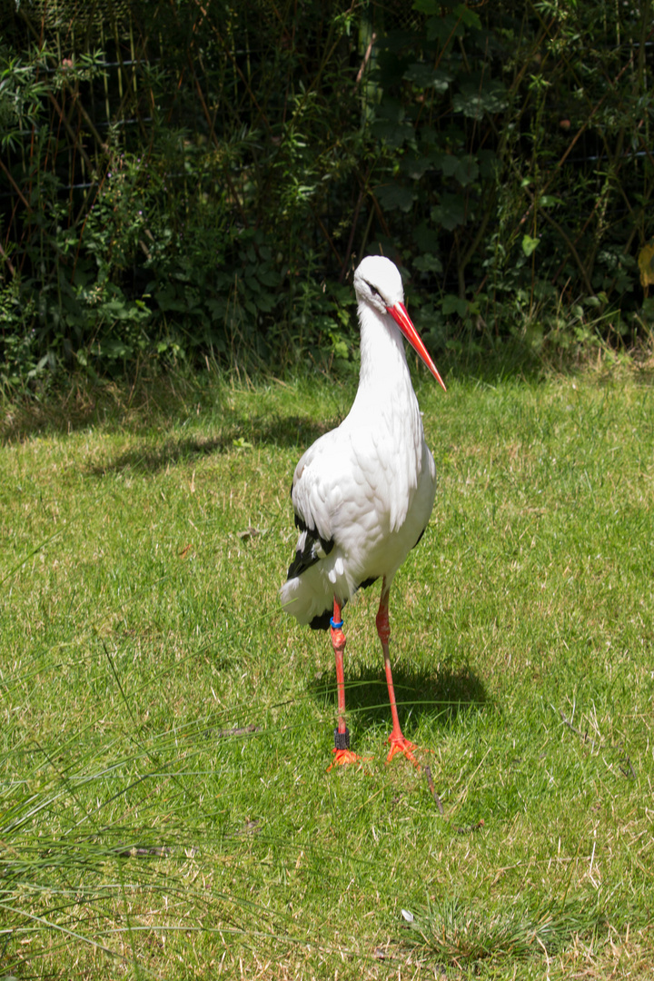 Gestatten? Storch...... Weißstorch