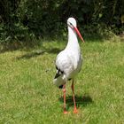 Gestatten? Storch...... Weißstorch