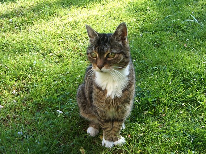 Gestatten, Weißpfötchen!