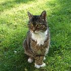 Gestatten, Weißpfötchen!