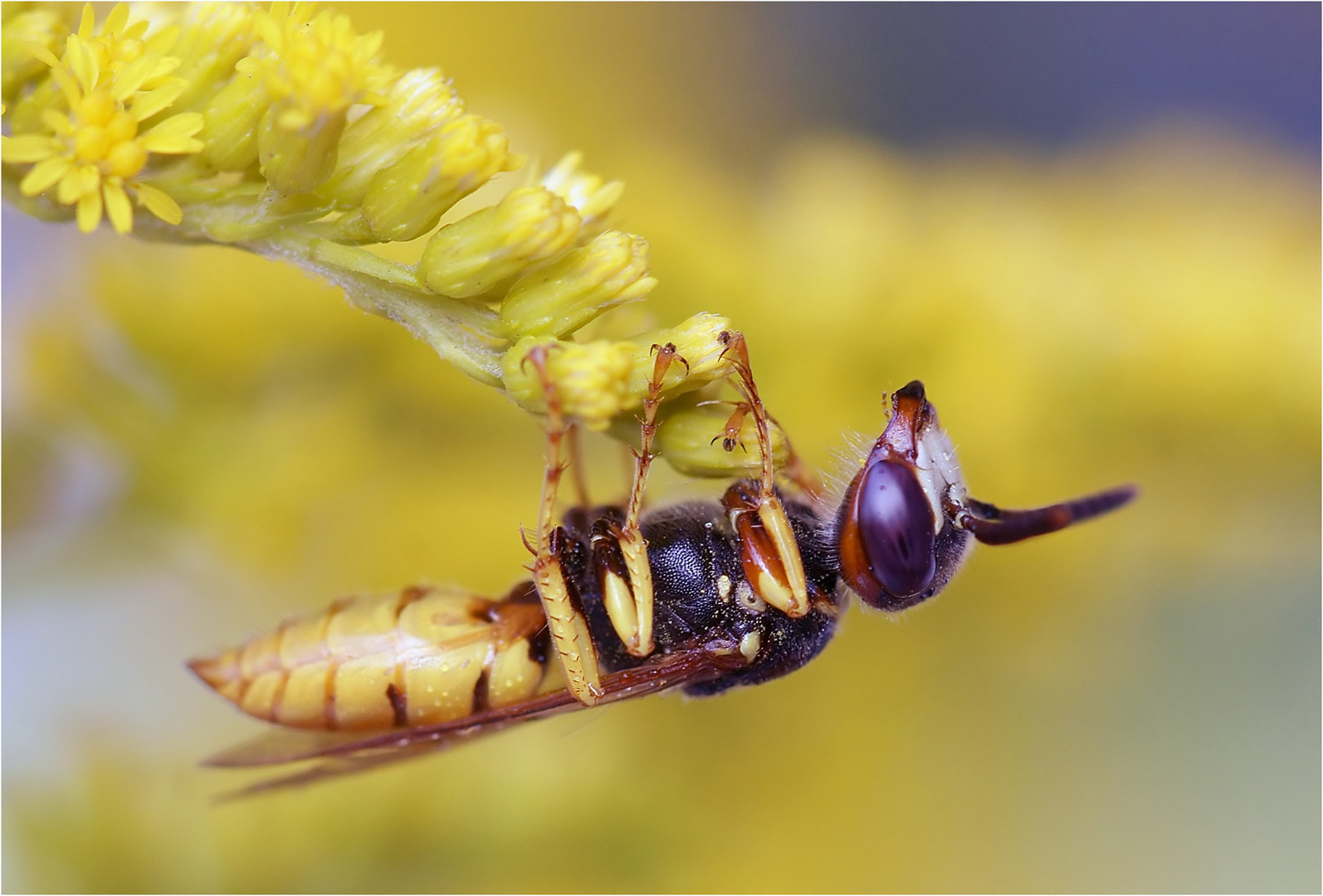 Gestatten: Wolf, Bienenwolf