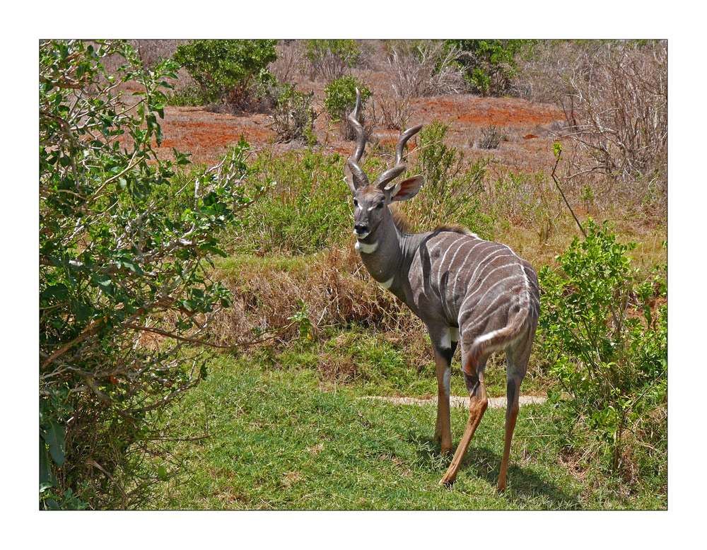 Gestatten...ein Kudu