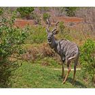 Gestatten...ein Kudu