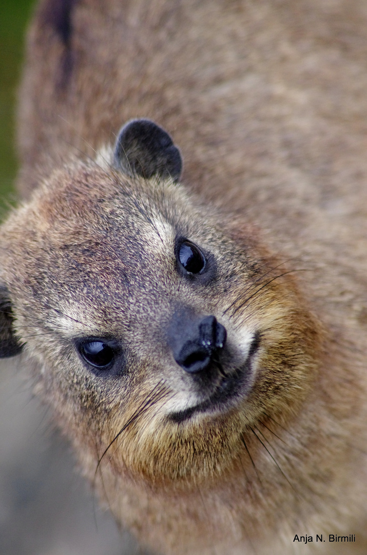 Gestatten....Rock Dassie