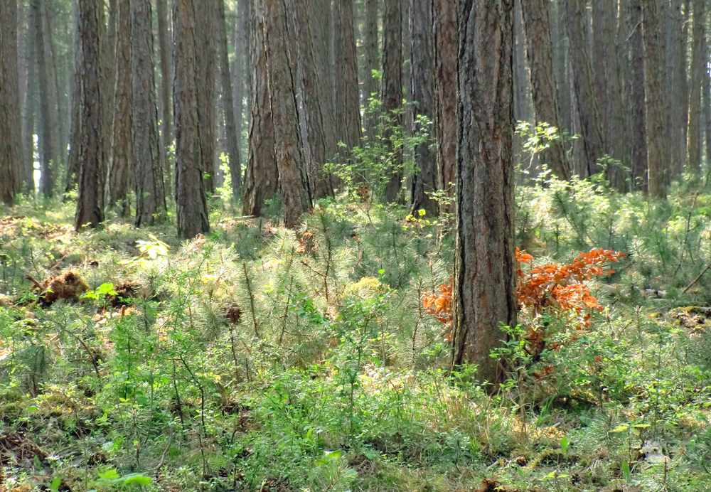 gestern (2) Wald bei Leinach unweit von Würzburg